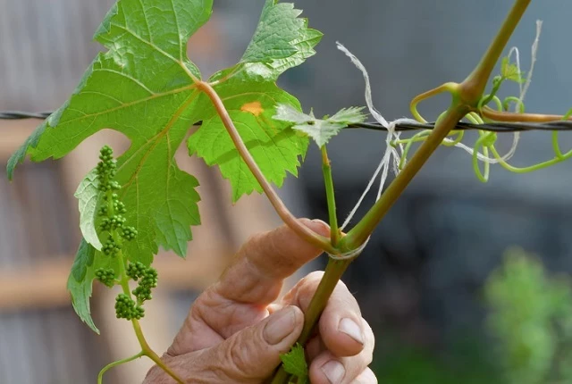 Пасынок винограда