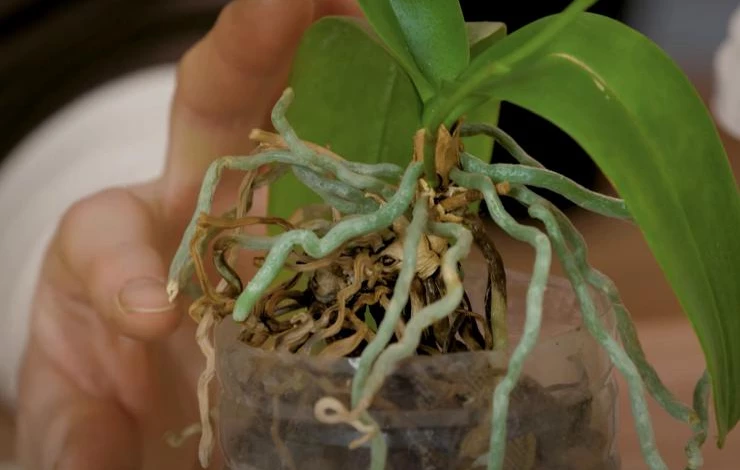почему желтеет орхидея