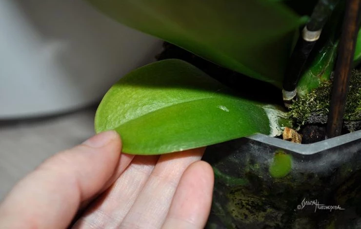 что делать при пожелтении нижних листьев орхидеи