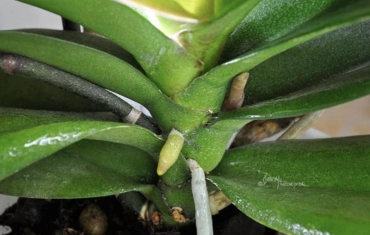 что делать при пожелтении цветоноса орхидеи