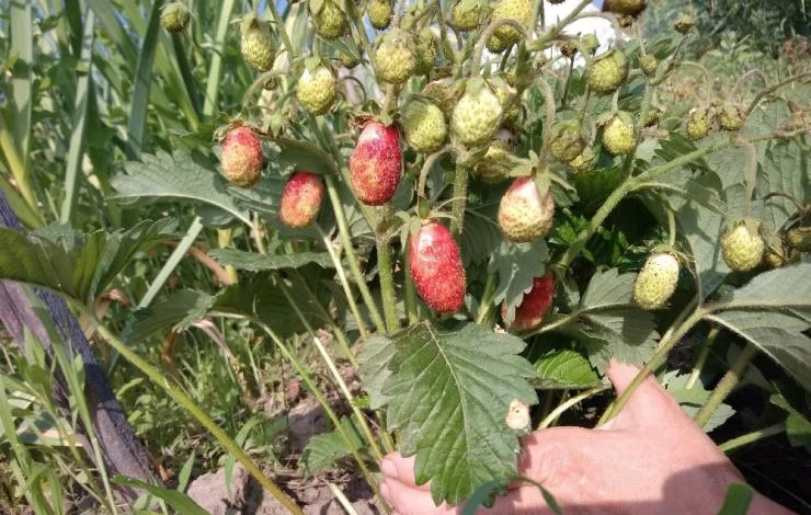 Земклуника на грядке