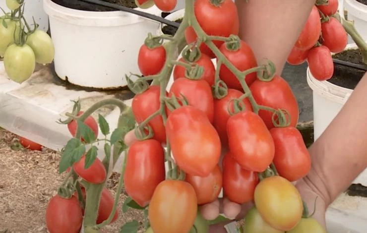 какие сорта томатов выбрать для посадки