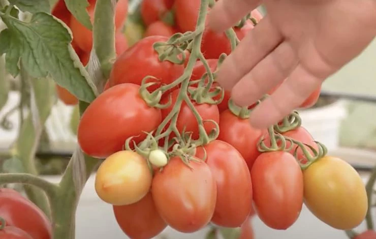 какие сорта томатов вырастить