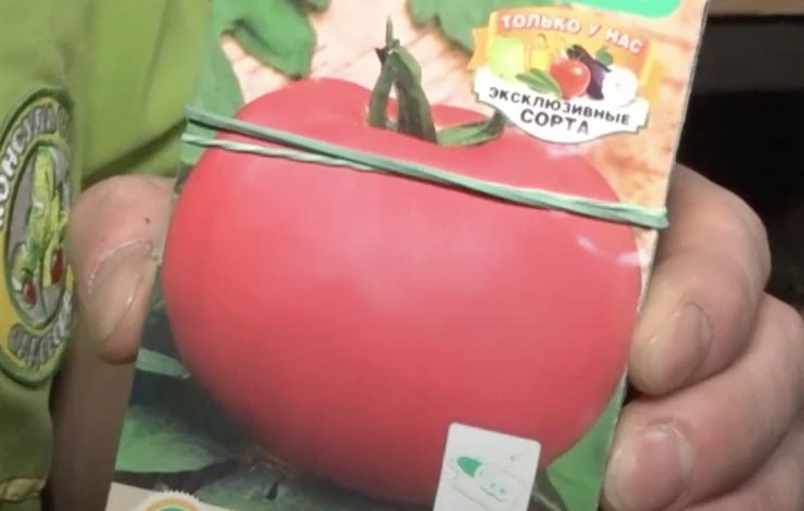 Эксклюзивные сорта томатов