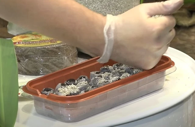 Посадка эустомы в торфяные таблетки