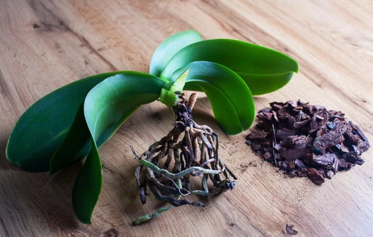гниение корней орхидеи
