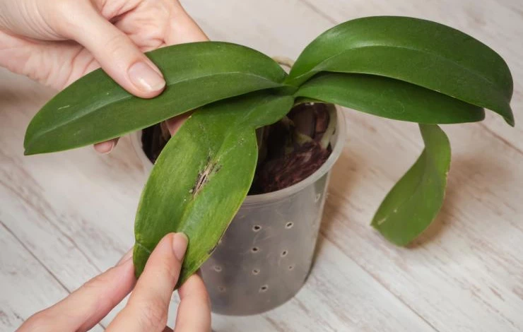 разлагаются листья орхидеи