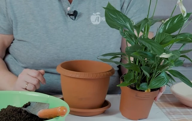 Новый горшок для спатифиллума