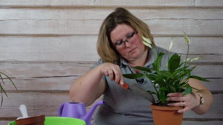 Как засыпать землю в горшок со спатифиллумом