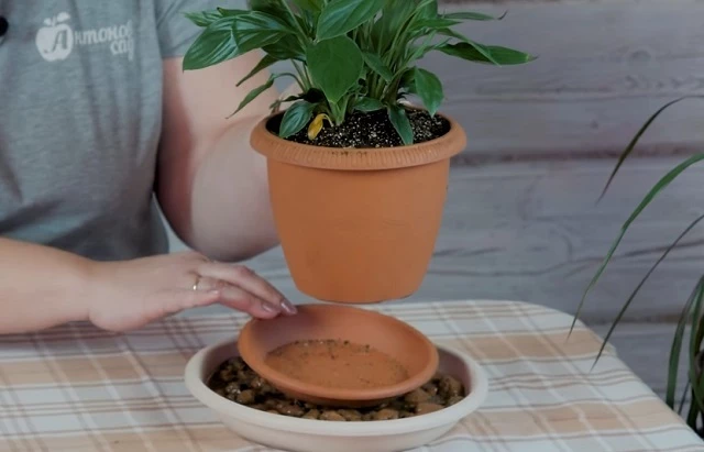 Спатифиллуму обеспечивают влажность