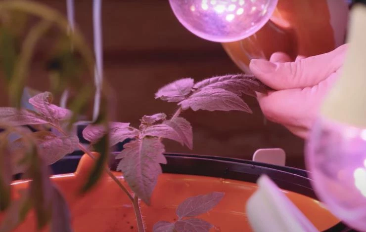 особенности пикировки рассады томатов в феврале 2022