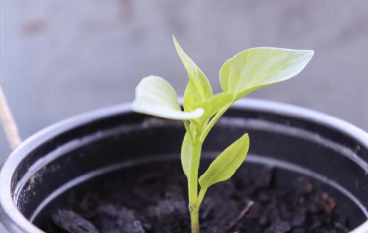 когда пикировать рассаду перца в 2025 году