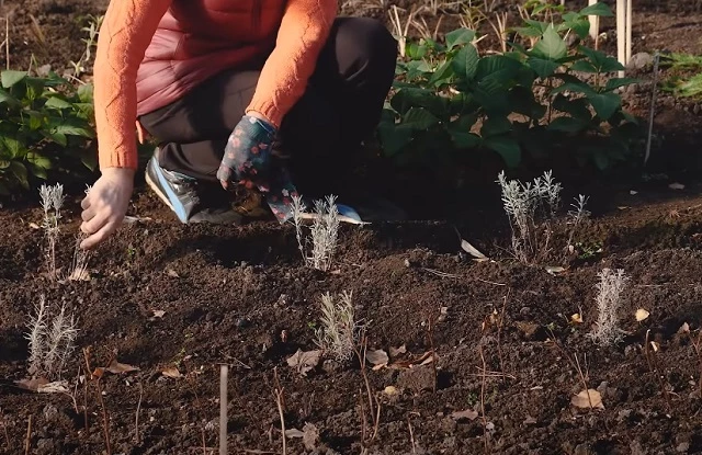 Лаванда в открытом грунте в Сибири