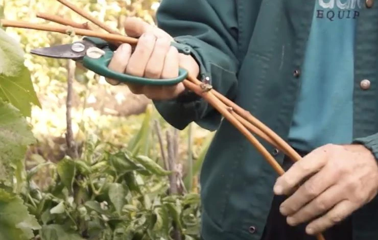 нарезка черенков винограда осенью