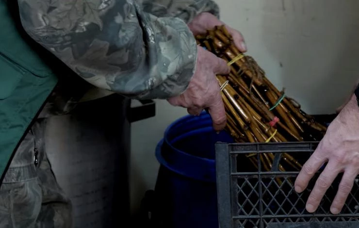 проращивание черенков винограда осенью