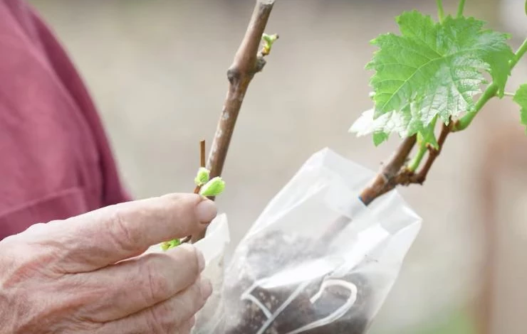 проращивание черенков винограда зимой