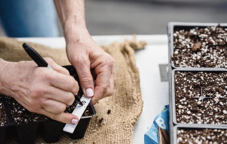лунный календарь на февраль что сеять на рассаду