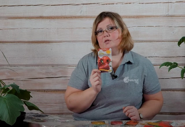 Болгарский перец сорт Купец