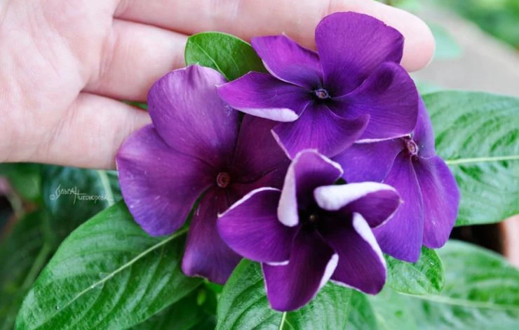 уход за катарантусом в домашних условиях