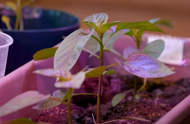 Фитолампы для рассады