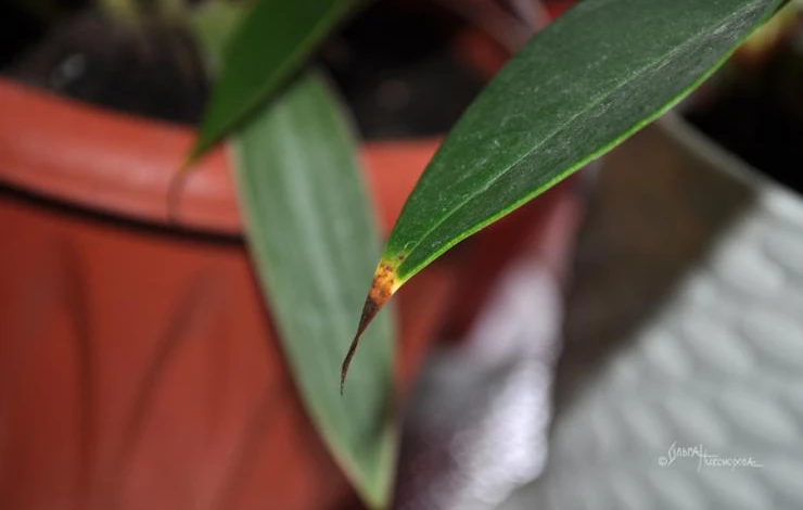 сохнут кончики листьев комнатных растений