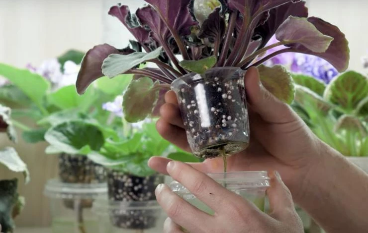 что делать, если листья комнатных растений сохнут