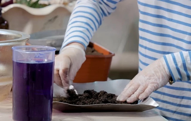 Обеззараживание почвы марганцовкой