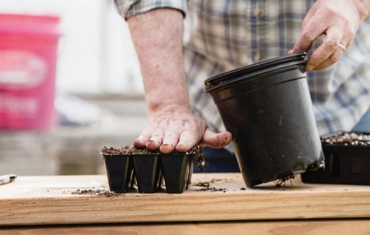 Когда сеять перец на рассаду 2024