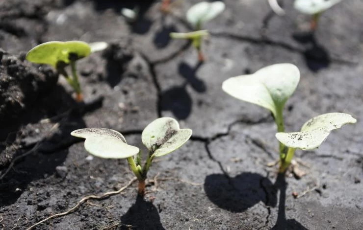 посадка в тепличный грунт в мае