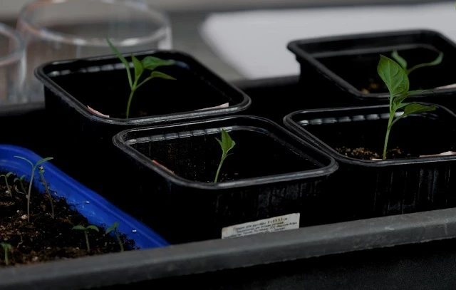 Торфяные таблетки применяют для выращивания рассады