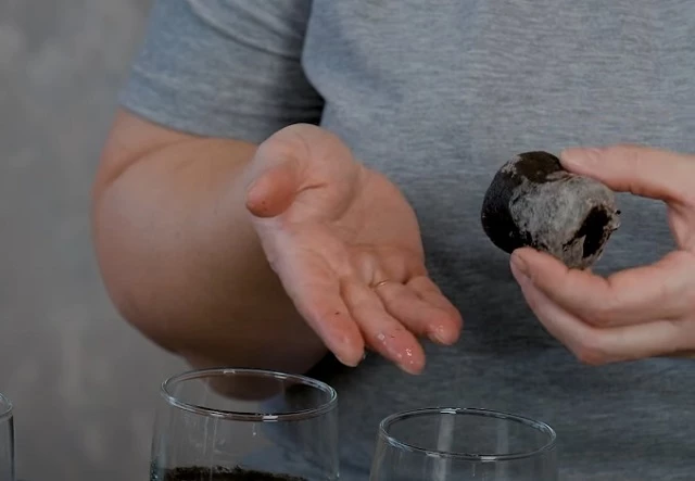 Торфяные таблетки в кипятке