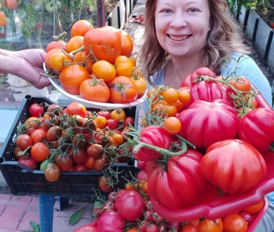 Крупноплодные томаты для теплиц для Подмосковья