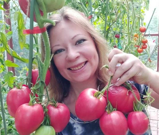 Крупноплодные урожайные помидоры для теплиц