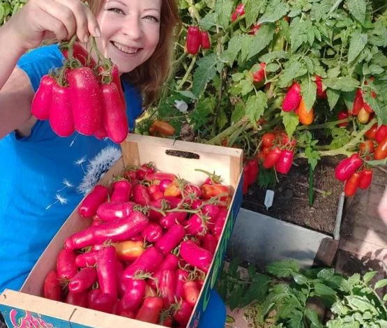 Помидоры Веселый гном для теплиц Подмосковья