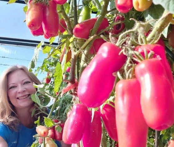 Томаты Жигало для теплиц