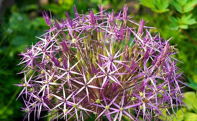 Декоративный лук Христофа