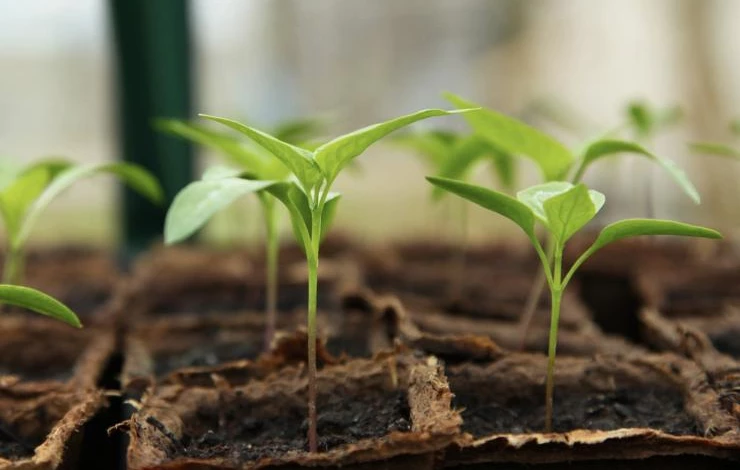 применение раствора Эпин для рассады