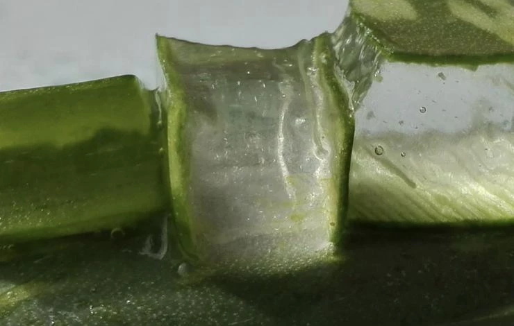 приготовление раствора алоэ для семян