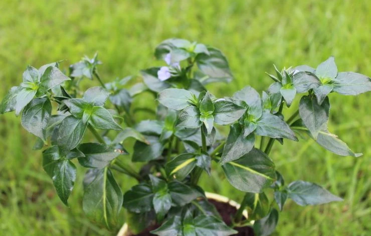 Айнбе (грибная трава) в горшке