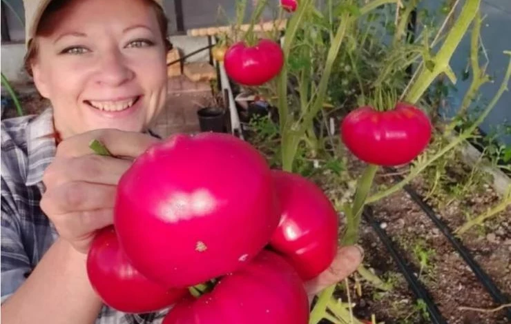 Томаты для теплиц Бакинские 622