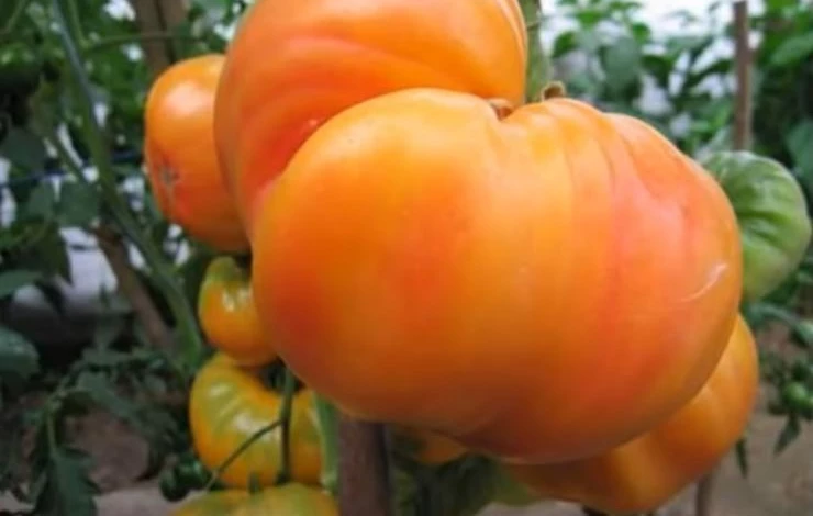 Тепличный томат Загадка природы