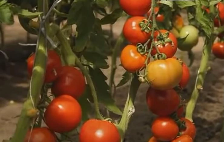 Томат Северенок