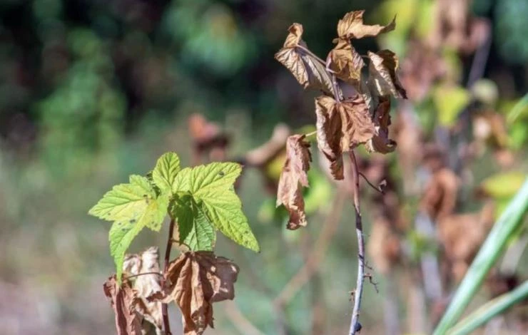 Как обрезать смородину весной
