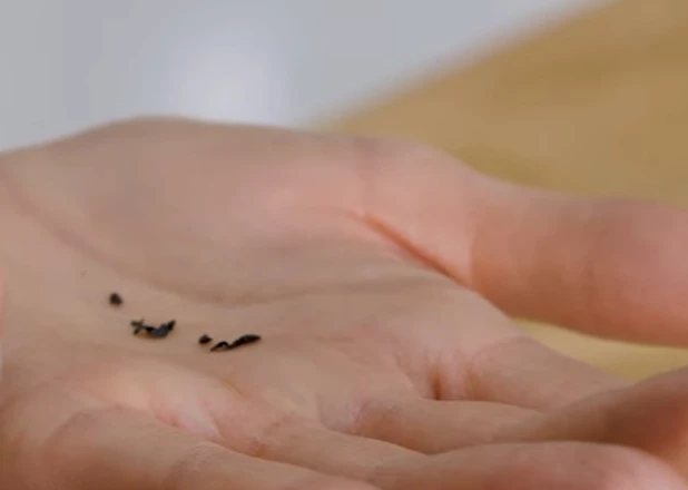 как посеять гвоздику турецкую на рассаду