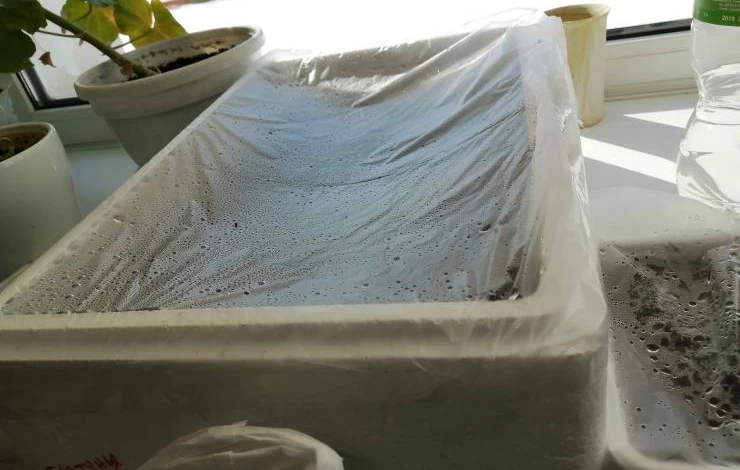 особенности посева перца на рассаду