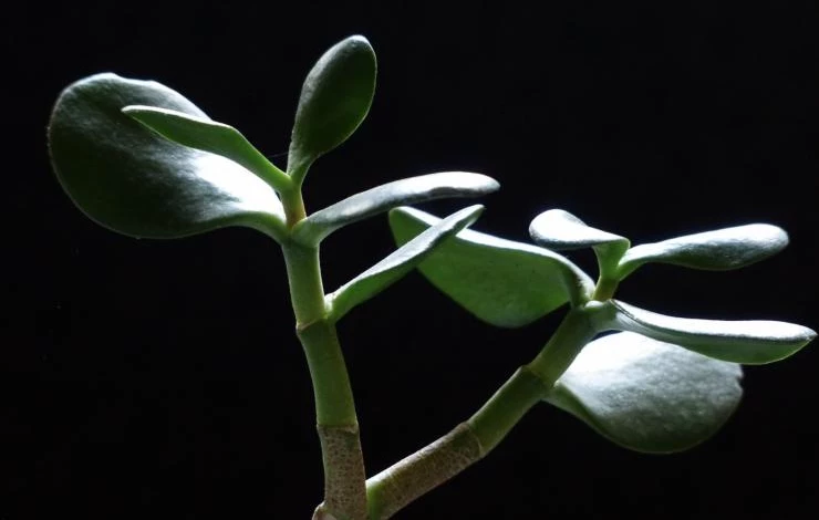 Почему осыпаются листья денежного дерева