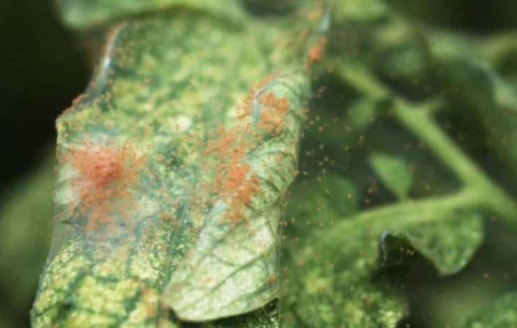 Вредители денежного дерева