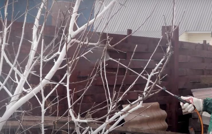 обработка деревьев от ржавчины