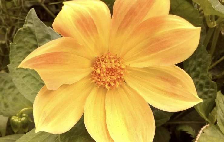 какие георгины выращиваются через рассаду