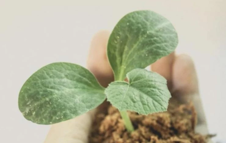 сроки посева огурцов на рассаду в марте